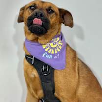 Thumbnail photo of James Brown #3