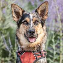 Thumbnail photo of Scarlet #1