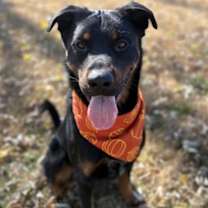 Thumbnail photo of Woodrow #2