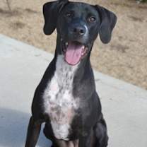 Thumbnail photo of Curi #1