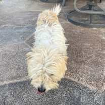 Thumbnail photo of JoJo #1