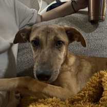 Thumbnail photo of Mocha #4