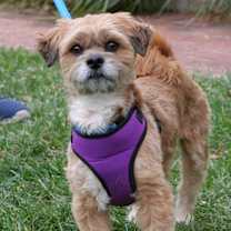 Thumbnail photo of Maxie #1