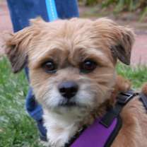 Thumbnail photo of Maxie #2