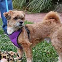 Thumbnail photo of Maxie #4