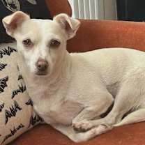 Thumbnail photo of Lily (looking for a foster) #1