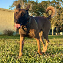 Thumbnail photo of Flacco #2