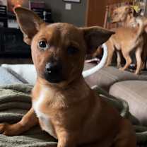 Thumbnail photo of Pumpkin #1