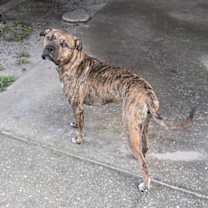 Thumbnail photo of Odin #1