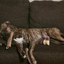 Thumbnail photo of Odin #2