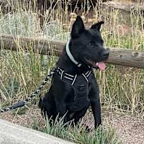 Thumbnail photo of Koda #1