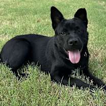 Thumbnail photo of Koda #2