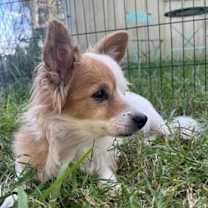 Thumbnail photo of LuLu #1