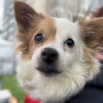 Thumbnail photo of LuLu #2