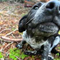 Thumbnail photo of Drizzle  #2