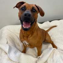 Thumbnail photo of Tank #1