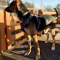 Thumbnail photo of Layla #2