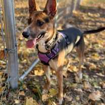 Thumbnail photo of Layla #3