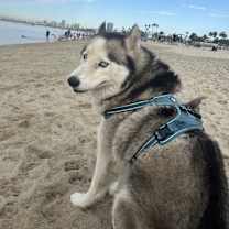 Thumbnail photo of Bubba #1