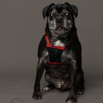 Thumbnail photo of Dexter (delayed Adoption) #2