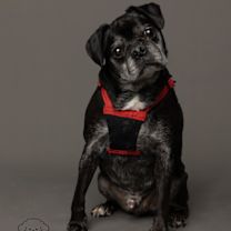 Thumbnail photo of Dexter (delayed Adoption) #3