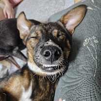 Thumbnail photo of HERSHEY #3