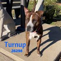 Thumbnail photo of Turnup #3