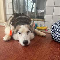 Thumbnail photo of Bubba #4