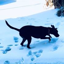 Thumbnail photo of Chloe #1