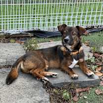 Thumbnail photo of HERSHEY #3