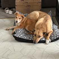 Thumbnail photo of Barron #3