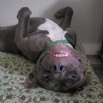 Thumbnail photo of Bulldozer #2