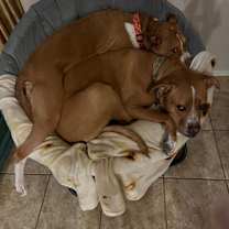 Thumbnail photo of Pixie #2