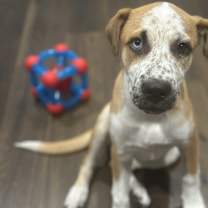 Thumbnail photo of Pancake #2