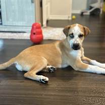 Thumbnail photo of Pancake #3