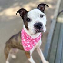 Thumbnail photo of Dutchess #1