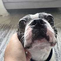 Thumbnail photo of Benji #2