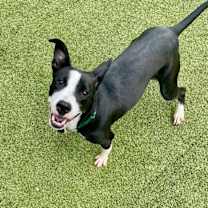 Thumbnail photo of Rumi #3