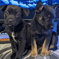 Thumbnail photo of Spider #2