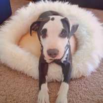 Thumbnail photo of Astro #3