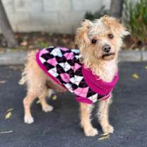 Thumbnail photo of Apple #2