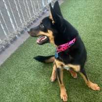 Thumbnail photo of Bonnie #3