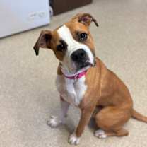 Thumbnail photo of Yogi #2