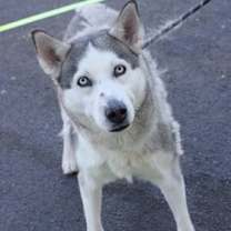 Thumbnail photo of Pebbles* #3