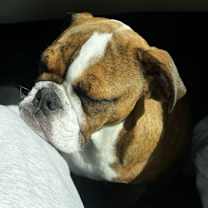 Thumbnail photo of Lola #3