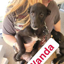 Thumbnail photo of Wanda #4