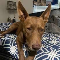 Thumbnail photo of Scout #1