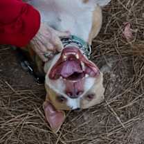 Thumbnail photo of Livewire #2