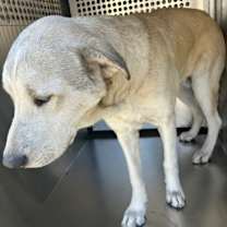 Thumbnail photo of Finnegan #3