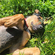 Thumbnail photo of Hades #1